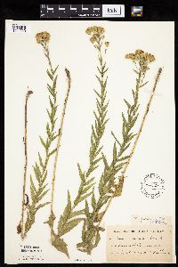 Brickellia eupatorioides image