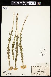 Brickellia eupatorioides image