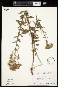 Brickellia eupatorioides image