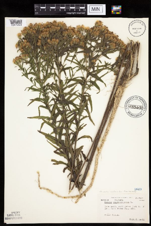 Brickellia eupatorioides image