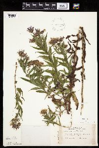 Canadanthus modestus image