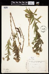 Canadanthus modestus image