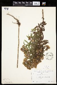 Canadanthus modestus image