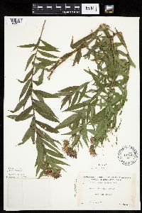 Canadanthus modestus image