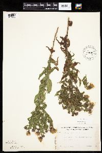 Canadanthus modestus image