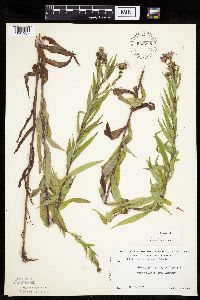 Canadanthus modestus image