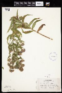 Canadanthus modestus image
