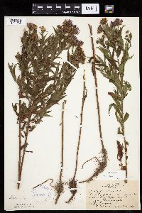 Canadanthus modestus image