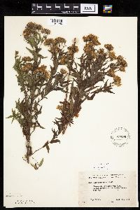 Canadanthus modestus image
