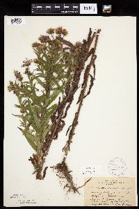 Canadanthus modestus image