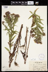 Canadanthus modestus image