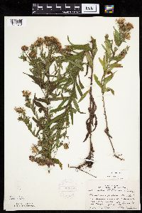 Canadanthus modestus image