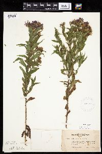 Canadanthus modestus image