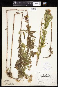 Canadanthus modestus image