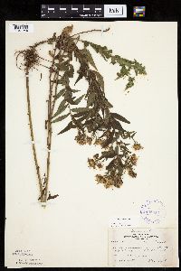 Canadanthus modestus image