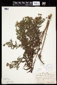 Canadanthus modestus image