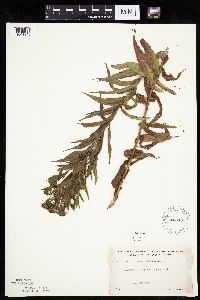Canadanthus modestus image