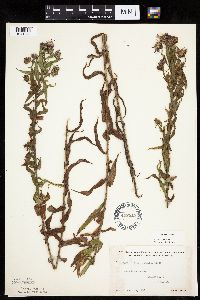 Canadanthus modestus image