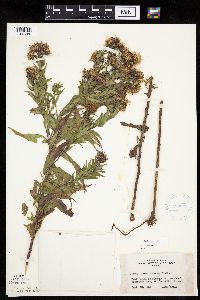 Canadanthus modestus image