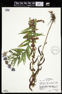 Canadanthus modestus image