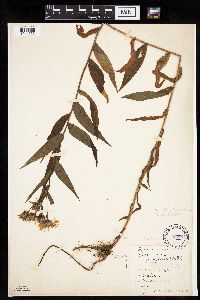 Canadanthus modestus image