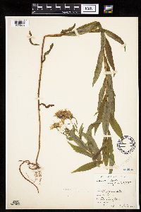 Canadanthus modestus image