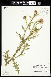 Carduus acanthoides image