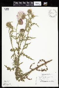 Carduus acanthoides image