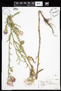 Carduus acanthoides image