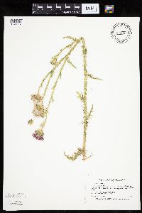 Carduus acanthoides image