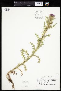 Carduus acanthoides image