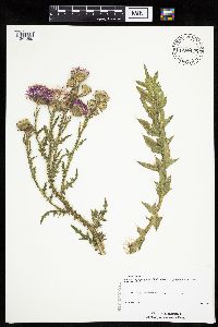 Carduus acanthoides image