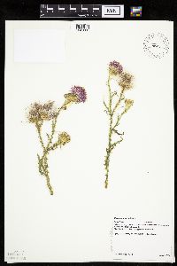 Carduus acanthoides image