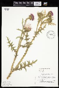 Carduus acanthoides image
