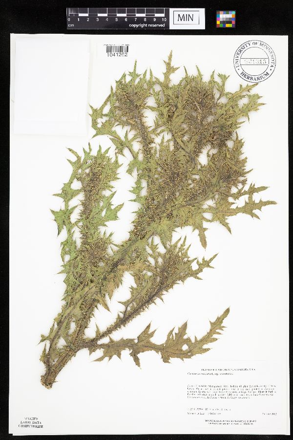 Carduus acanthoides subsp. acanthoides image