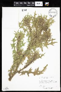 Carduus acanthoides image