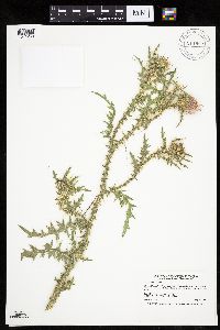 Carduus acanthoides image