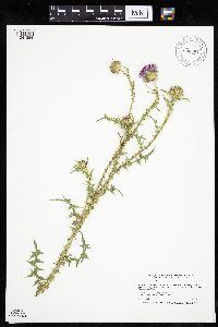 Carduus acanthoides image