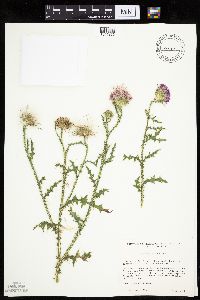 Carduus acanthoides image