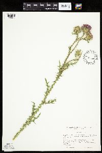 Carduus acanthoides image