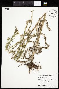 Carduus acanthoides image