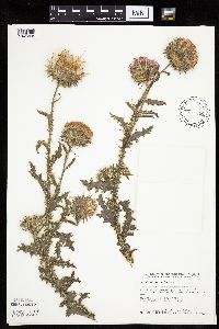 Carduus acanthoides image