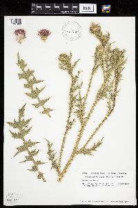 Carduus acanthoides image