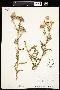 Carduus acanthoides image