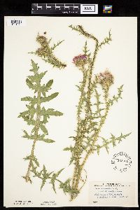 Carduus acanthoides image