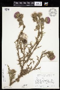 Carduus acanthoides image