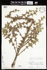 Carduus acanthoides image