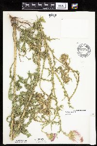 Carduus acanthoides image