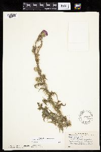 Carduus acanthoides image