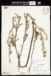 Carduus acanthoides image